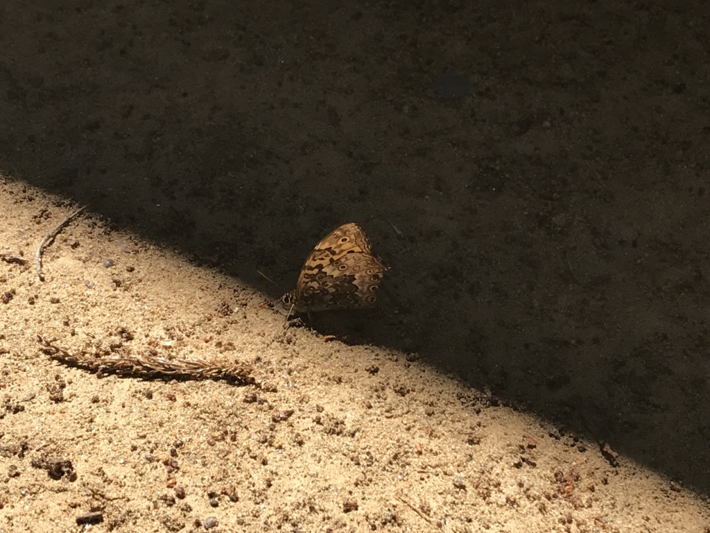 f:id:apros711:20180521153104j:plain