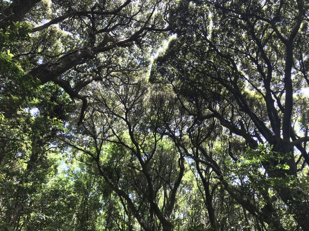 f:id:apros711:20180521154051j:plain